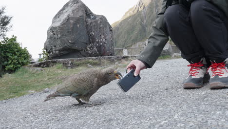 un pájaro kea pica en la cámara sostenida por un fotógrafo en arthur's pass, canterbury, nz