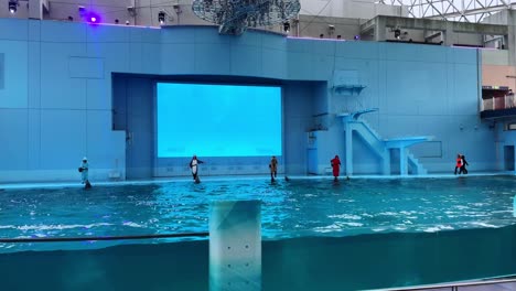 dolphin show performance in indoor aquarium