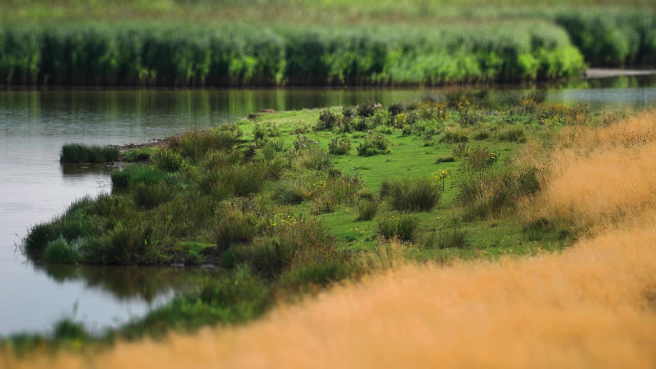 A lake shore covered with lush green and yellow withered grass