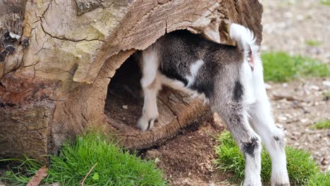 young goat explores a hollow tree trunk