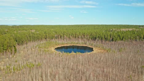 aéreo: lago aislado en el bosque en un cálido día de primavera muy soleado