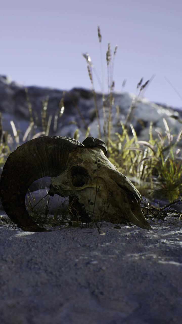 Skull of a ram resting on the ground in a mountain setting during daylight