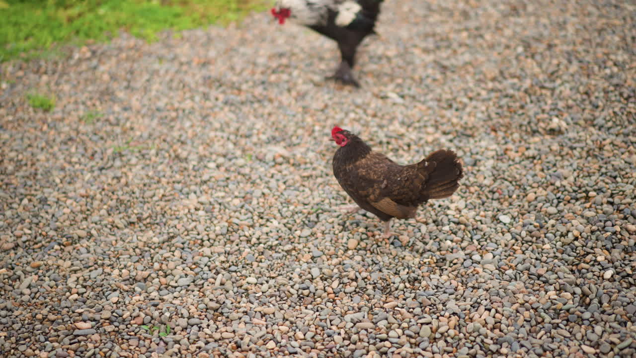Seekor induk ayam cokelat berjalan di atas kerikil, mematuk biji-bijian dan batu-batu kecil sementara teman berbintik bergabung di dekat dedaunan hijau, kedalaman bidang yang dangkal, suasana tenang pemandangan pertanian hidup lambat di halaman belakang yang cerah