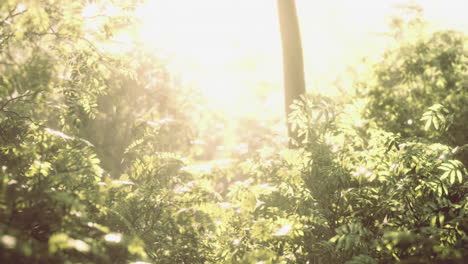 sunlight filtering through lush green foliage in a tranquil forest