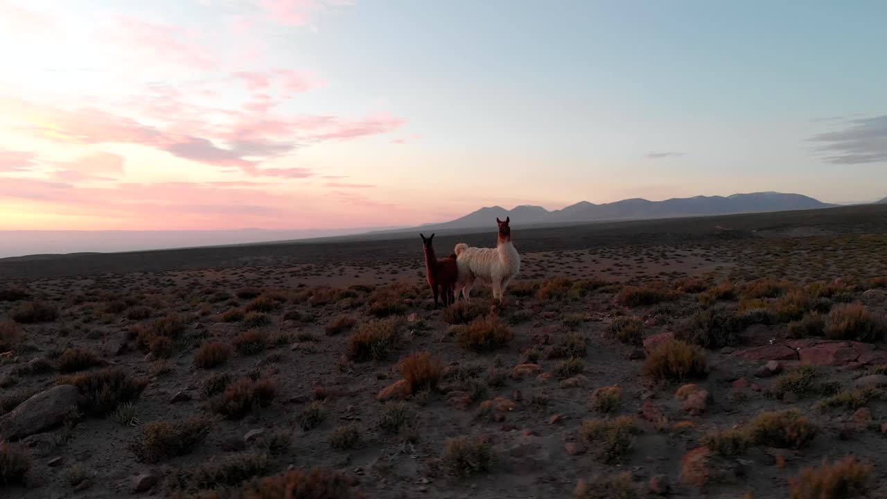 bella madre llama y su cachorro al atardecer en las tierras altas del desierto de atacama, chile, sudamérica