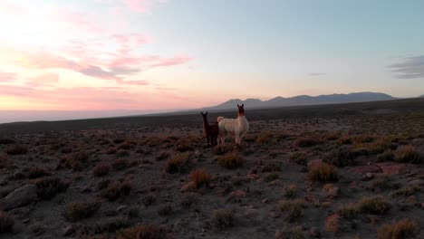 beautiful mother llama and her cub at sunset in the highlands of atacama desert, chile, south america