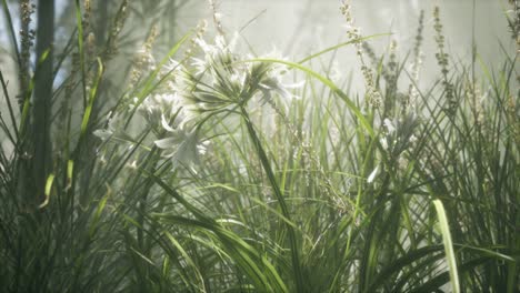 grass flower field with soft sunlight for background.