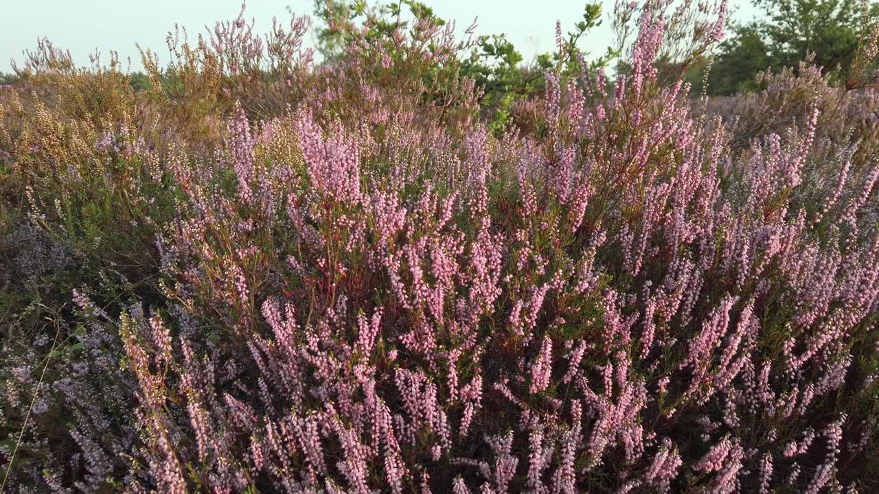 primer plano de brezo floreciente púrpura en el parque nacional de meinweg, países bajos - 4k60p