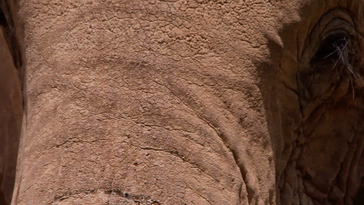 Proboscide di elefante africano di savana che ondeggia in una pozza d'acqua.