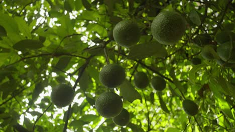 aguacates colgando de un árbol en uruapan en cámara lenta