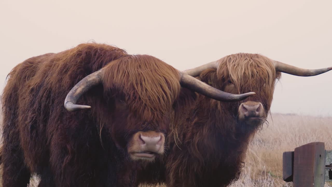 ganado de las tierras altas en un campo