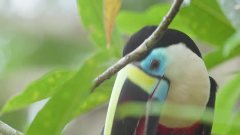 tucán de garganta blanca un primerísimo plano sosteniendo una pluma y jugando con ella