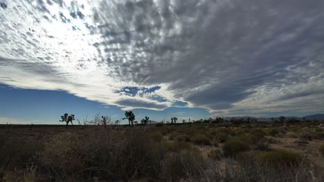 paisaje nublado sobre un bosque de árboles de joshua en el desierto de mojave - lapso de tiempo de ángulo amplio