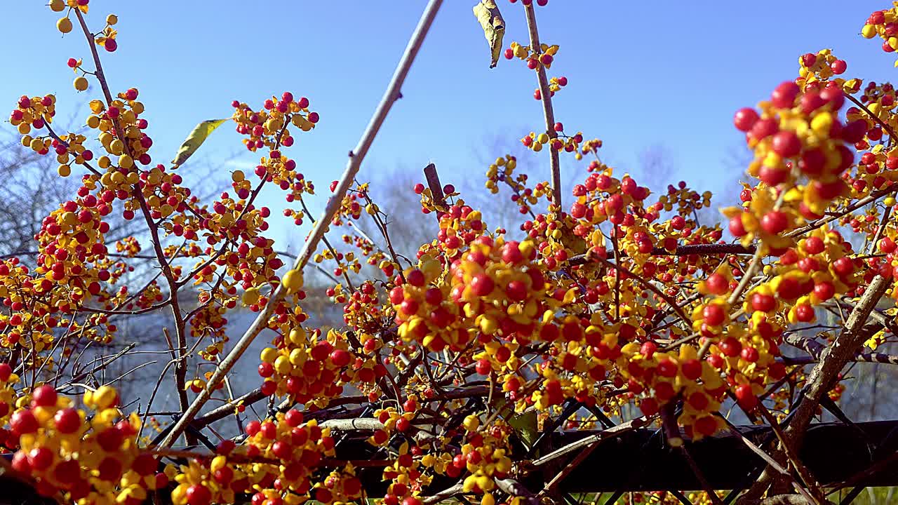 Common reeds waving in wind in trees along Fore river Portand, Maine