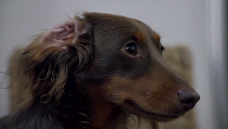 cute dachshund puppy with it's ear folded over