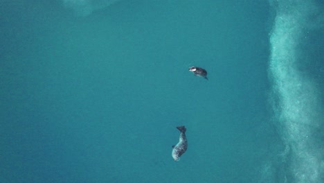 seals with spots in jokulsarlon glacier lagoon in south iceland - drone shot