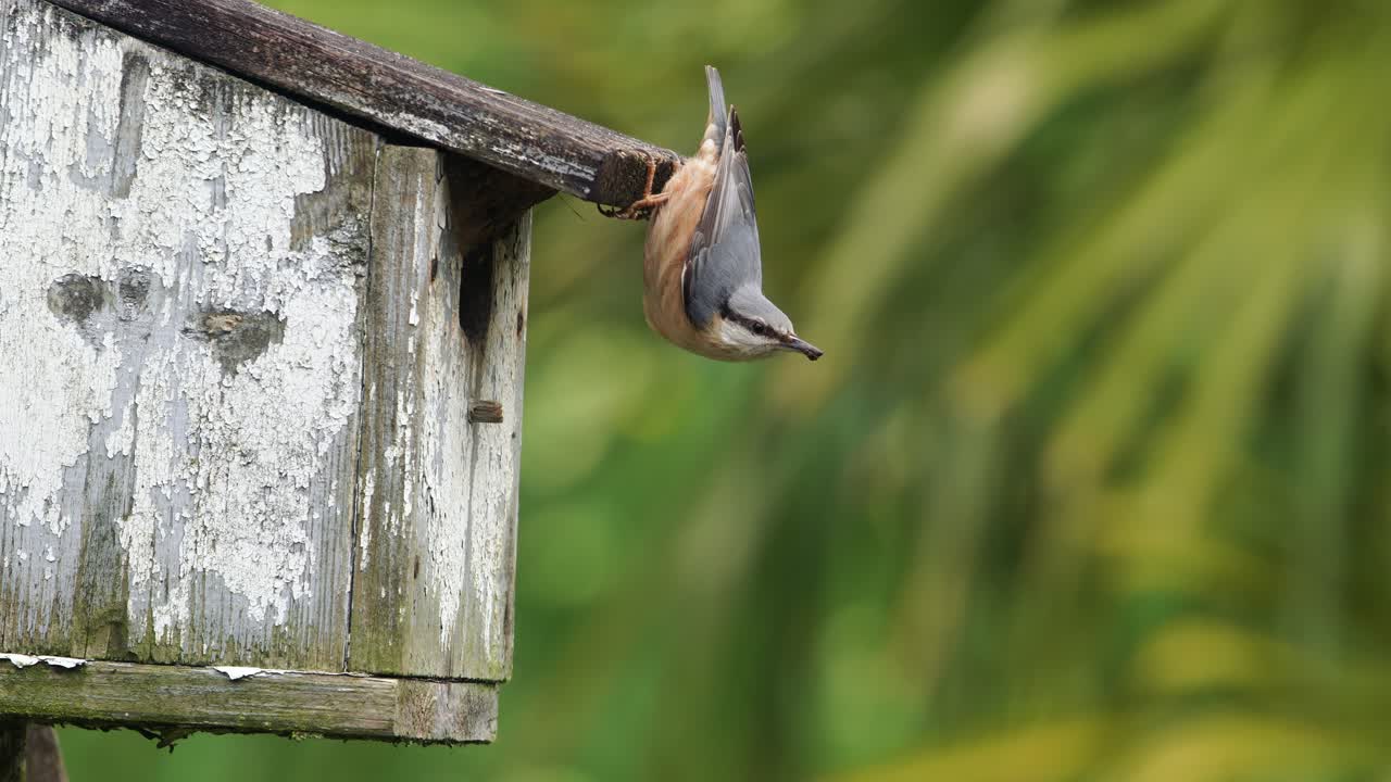 trepador boca abajo colocando barro en la caja nido de pájaro