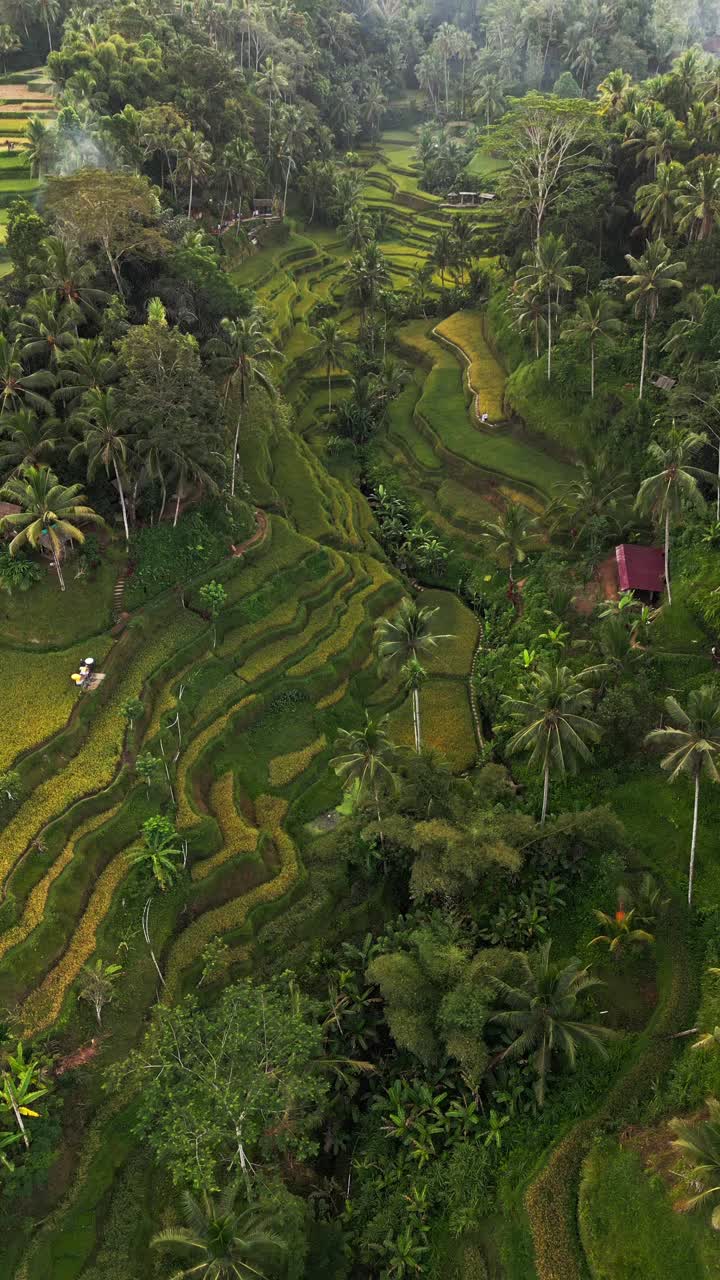 In the golden glow of early morning, a girl in a white dress swings above Tegalalang Rice Terrace, with layered paddies and tropical palms creating a magical Bali scene