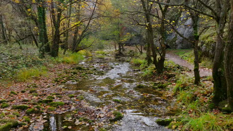 a peaceful stream flows through an autumn forest