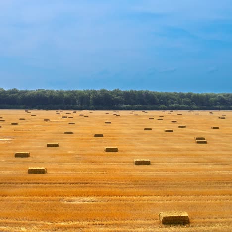 yellow background of field with pressed bales. panoramic view on agricultural field after harvesting crop. straw bales stacked in farmland. motion camera down