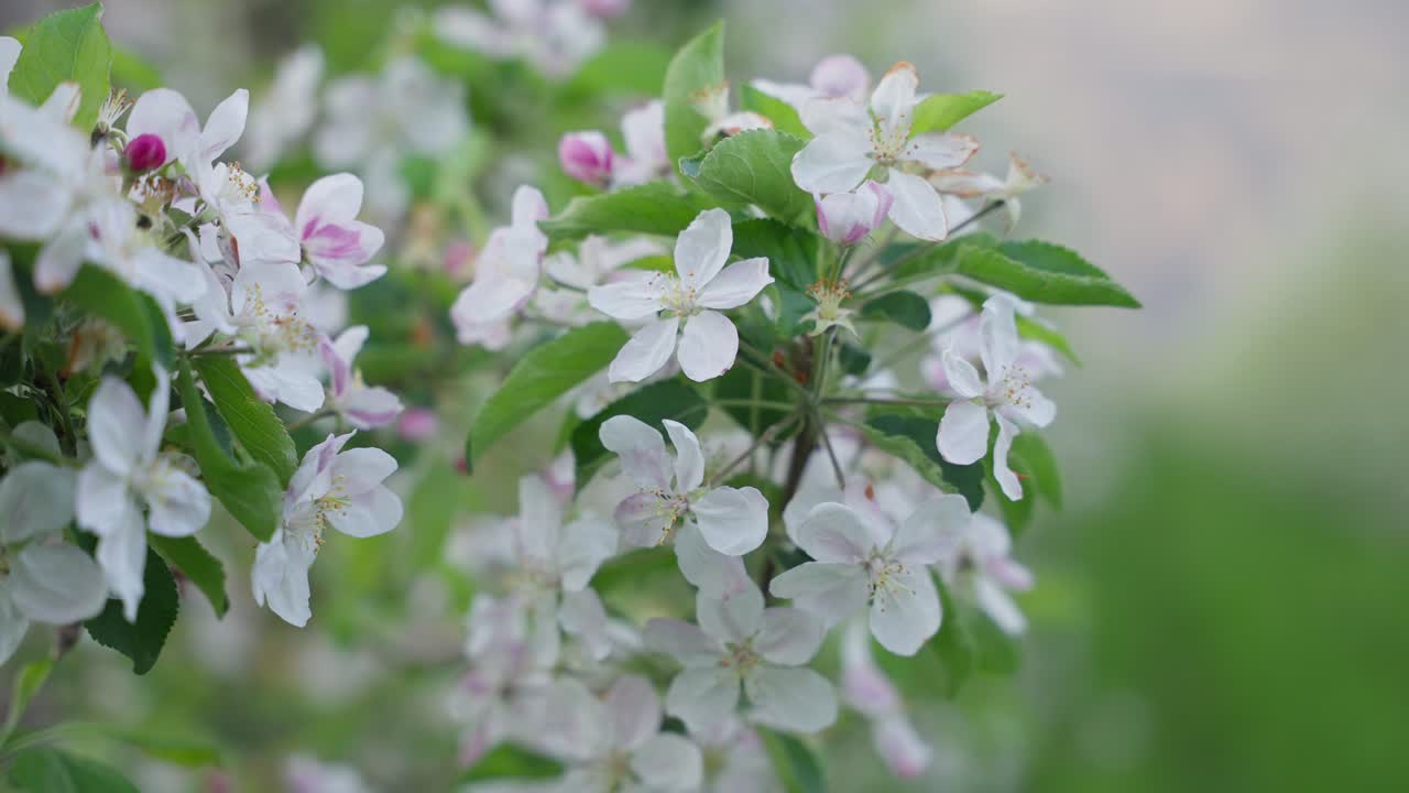 flores de manzana tambaleándose ligeramente con el viento - imágenes de primer plano