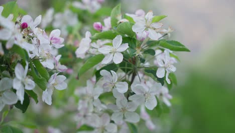 apple blossoms wobbling slightly in the wind - close up footage