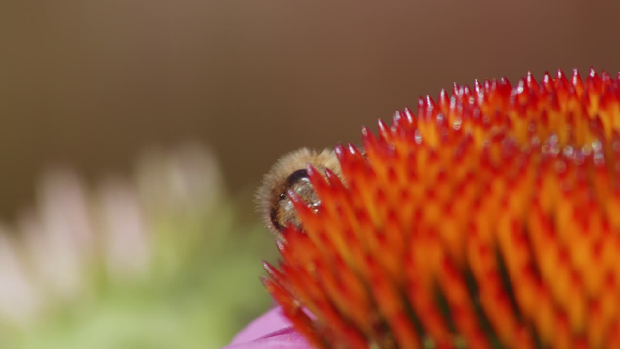 la abeja salvaje emerge de detrás de una flor de estornudo común