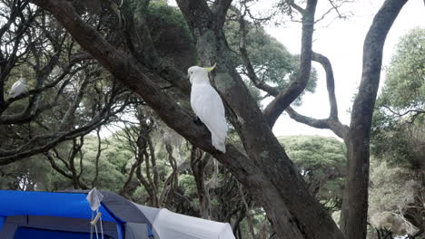 Cockatoo-perched-on-a-twisted-Moonah-tree