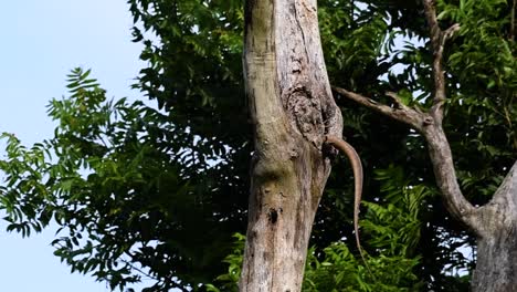 The-Clouded-Monitor-Lizard-is-found-in-Thailand-and-other-countries-in-Asia