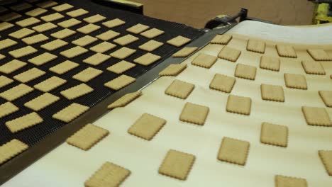 conveyor with sweet cookies at a confectionery factory