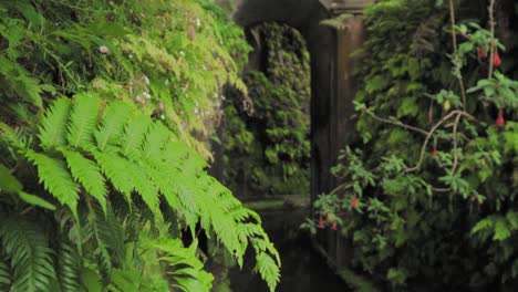 enchanted green tunnel garden