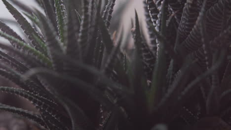 slow motion macro close up tilt of a crystal on a succulent