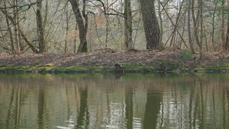 Two-mallards-standing-on-the-shore-at-the-edge-of-the-water