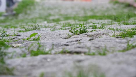 grass growing through cobblestones