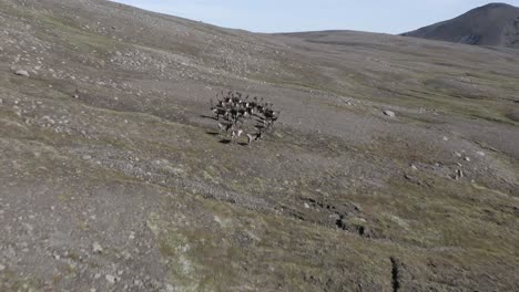 Cinematic-aerial-of-reindeer-herd-in-mountainous-landscape-of-Iceland-tundra