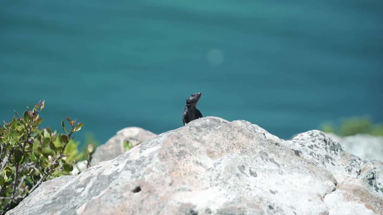 ящерица-хамелеон на скале в заповеднике кейп-пойнт в кейп-тауне, южная африка