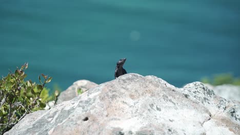 lagarto camaleón sobre roca en la vida silvestre de cape point en ciudad del cabo, sudáfrica