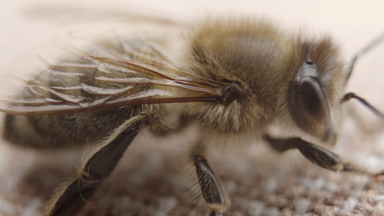 Extreme closeup of honey bee resting on fabric, macro shot of insect, details of bee