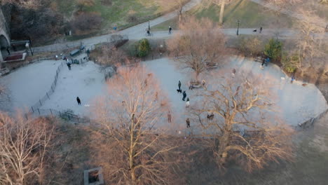 vista aérea de animales y personas en un parque para perros en el soleado centro de nueva york, estados unidos