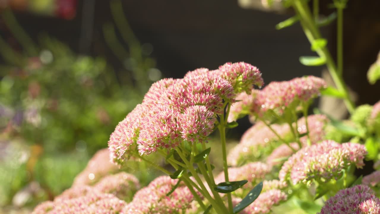 Blooming season for Sedum plants in late summer.