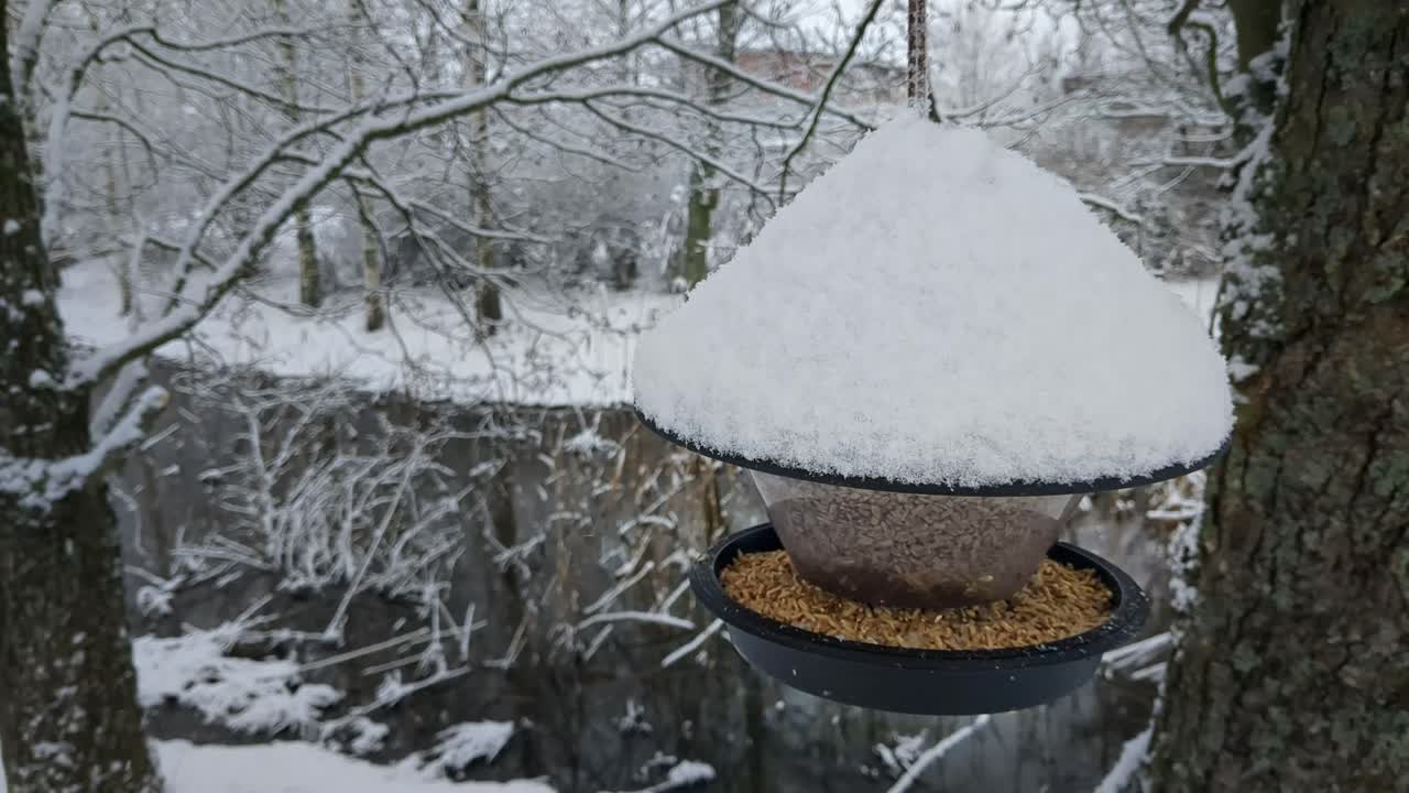 겨울 공원 에서 눈 인 새 먹이기