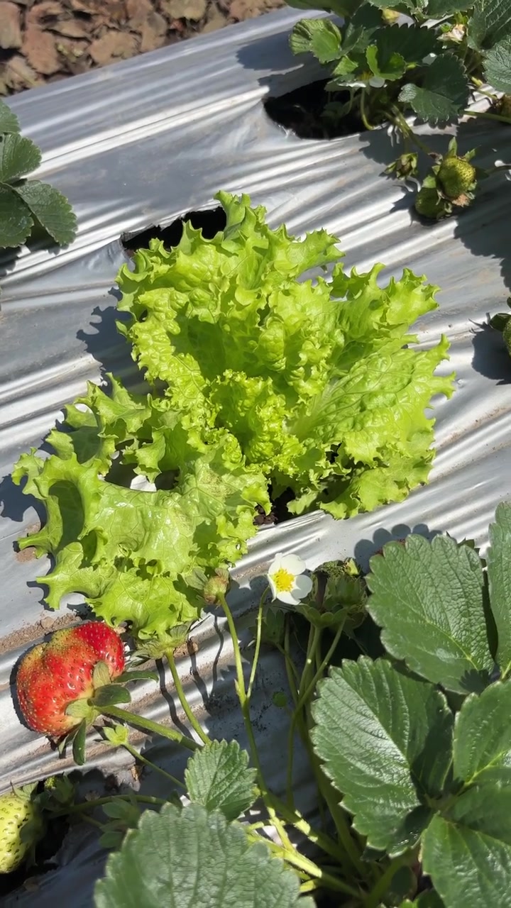Fresh Lettuce and Strawberries Growing in a Garden Bed