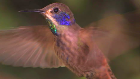 toma en cámara lenta de un colibrí violetear flotando en un primerísimo plano