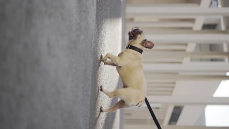 vertical: french bulldog walking through city streets on lead, low closeup shot