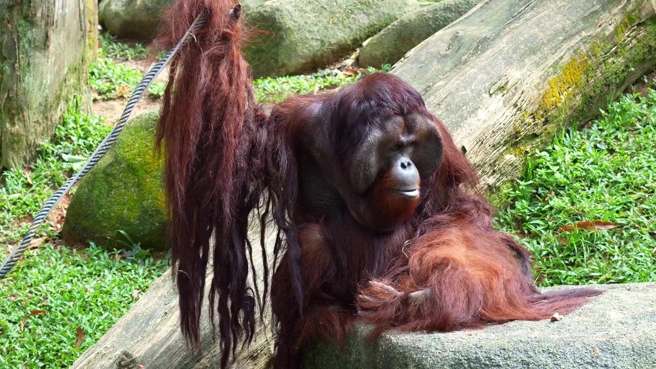 Un orangutan maschio con flange siede a terra in posizione rilassata, afferra un pezzo di cibo e lo mangia, primo piano.