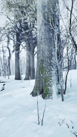 snowy forest