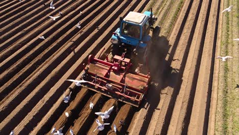 los pájaros hambrientos están volando detrás del tractor, y comen grano de la tierra cultivable.