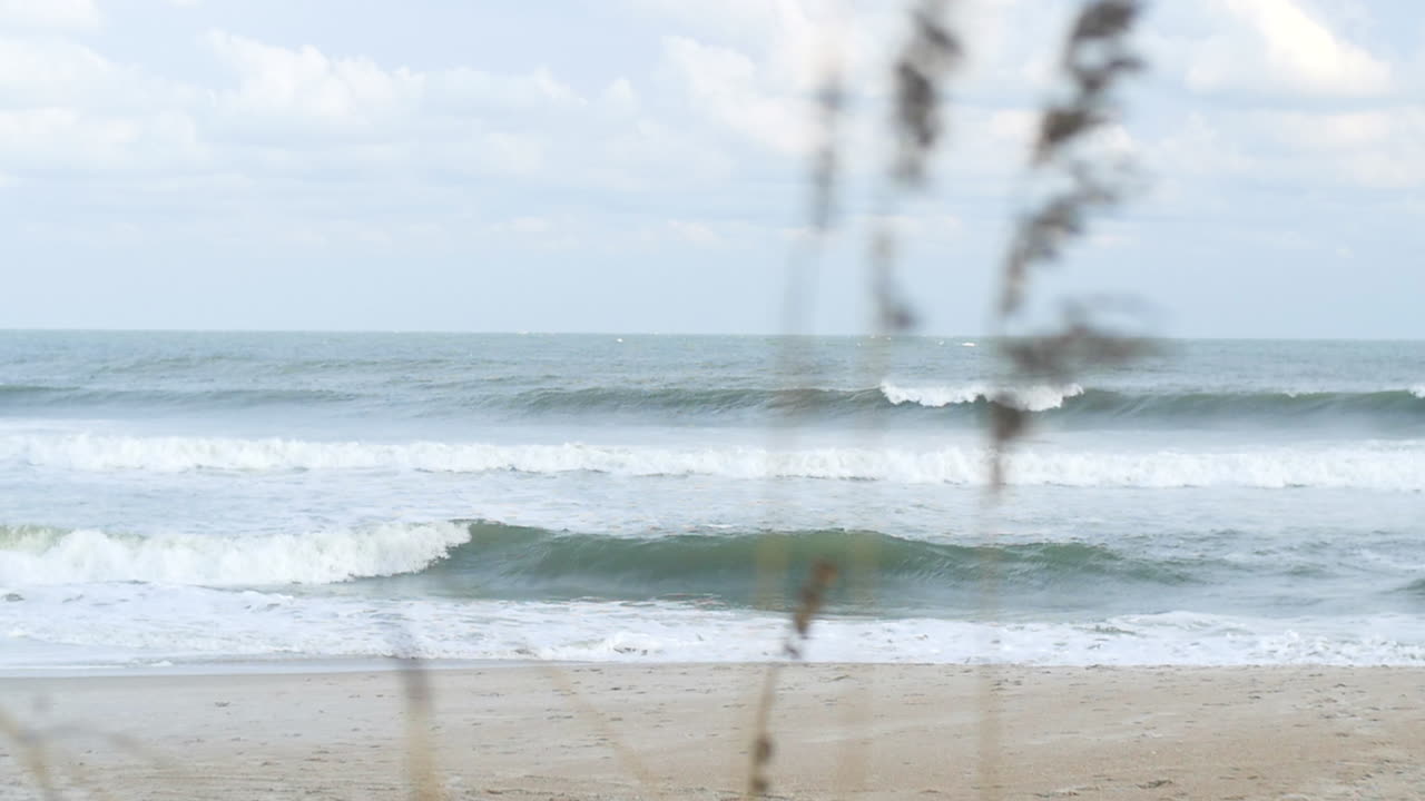 Beach grass swaying with ocean waves in background