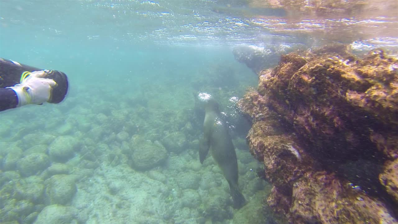 갈라파고스 국립 공원 에콰도르의 플로레아나 섬 섬 떨어져 챔피언 섬에서 갈라파고스 바다 사자 수중 촬영 무료 다이버