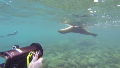 Free-divers-filming-a-Galapagos-Sea-Lion-underwater-at-Champion-Island-off-Floreana-Island-Island-in-Galapagos-National-Park-Ecuador